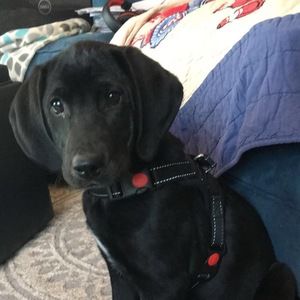 Meet your Posher, Jackson